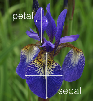 Iris Picture